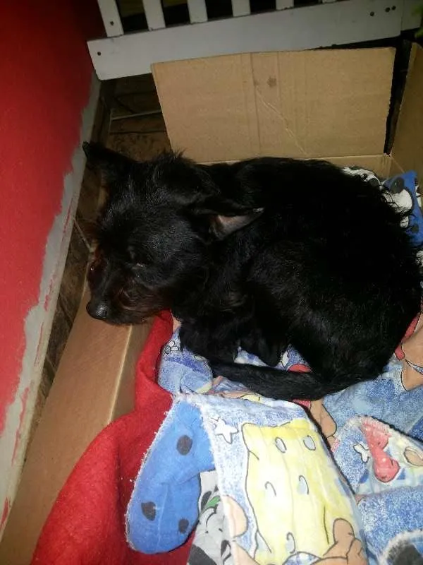 Cachorro ra a SRD idade  nome sem nome