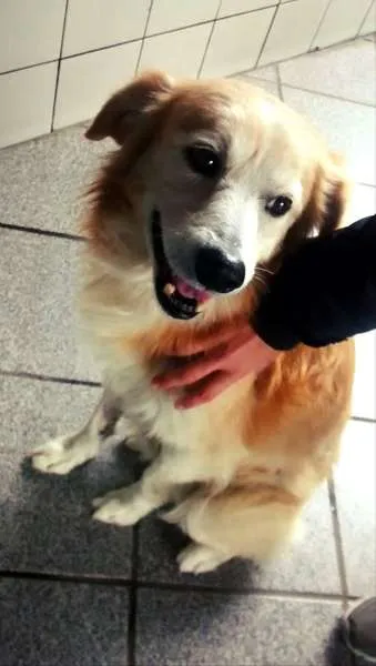 Cachorro ra a SRD idade 6 ou mais anos nome Bingo