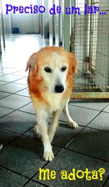 Cachorro ra a SRD idade 6 ou mais anos nome Bingo
