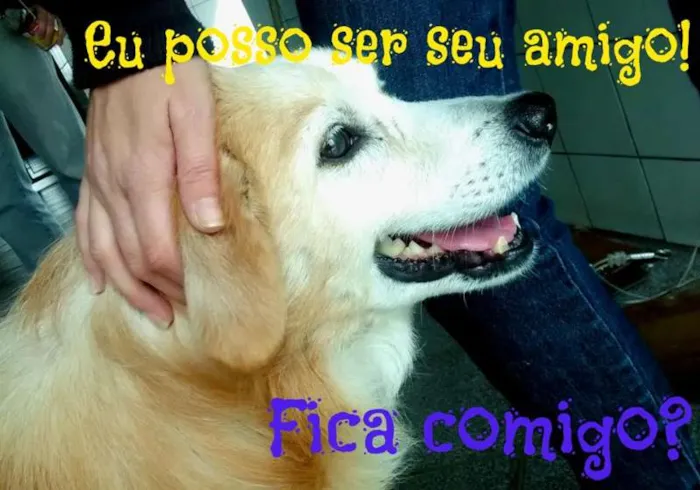 Cachorro ra a SRD idade 6 ou mais anos nome Bingo