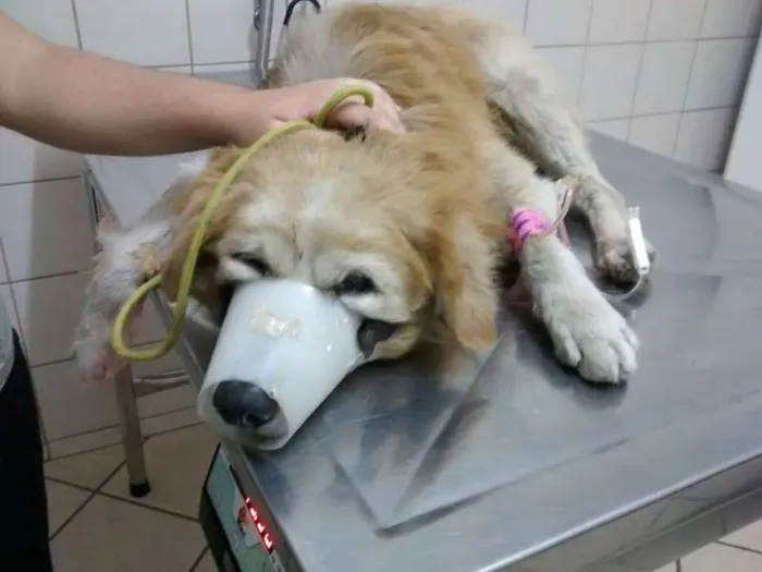 Cachorro ra a SRD idade 6 ou mais anos nome Bingo