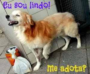 Cachorro raça SRD idade 6 ou mais anos nome Bingo