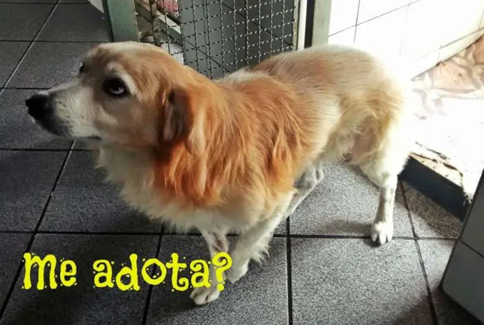 Cachorro ra a SRD idade 6 ou mais anos nome Bingo