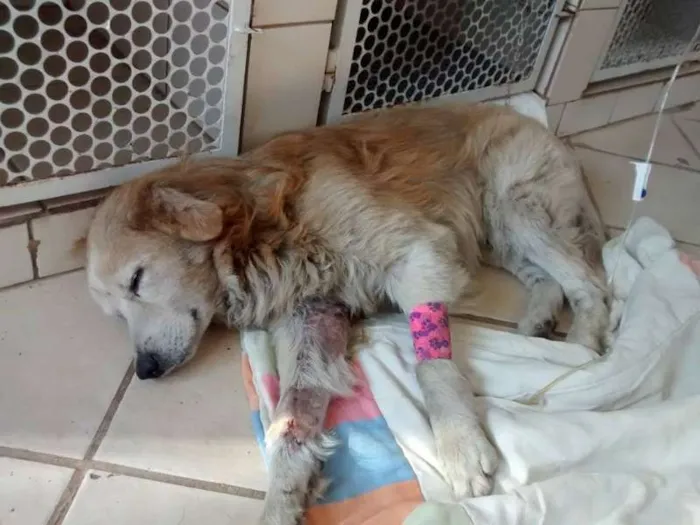 Cachorro ra a SRD idade 6 ou mais anos nome Bingo