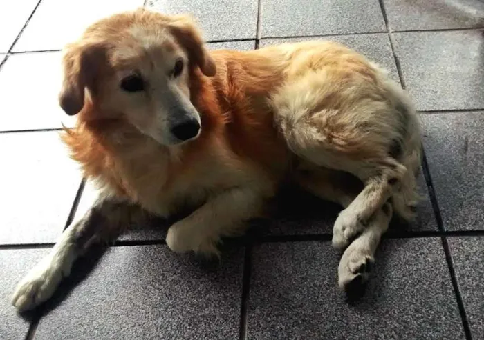 Cachorro ra a SRD idade 6 ou mais anos nome Bingo