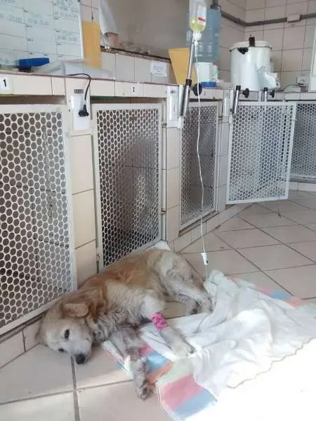 Cachorro ra a SRD idade 6 ou mais anos nome Bingo