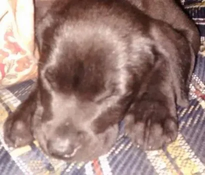 Cachorro raça Labrador(Não puro) idade 7 a 11 meses nome Zeus