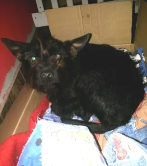 Cachorro raça SRD idade  nome sem nome