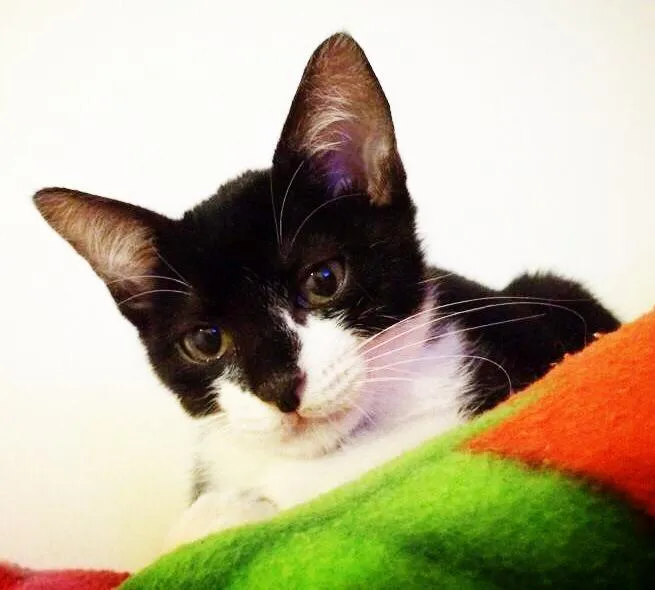 Gato raça raça não identificada idade 2 a 6 meses nome Sandy