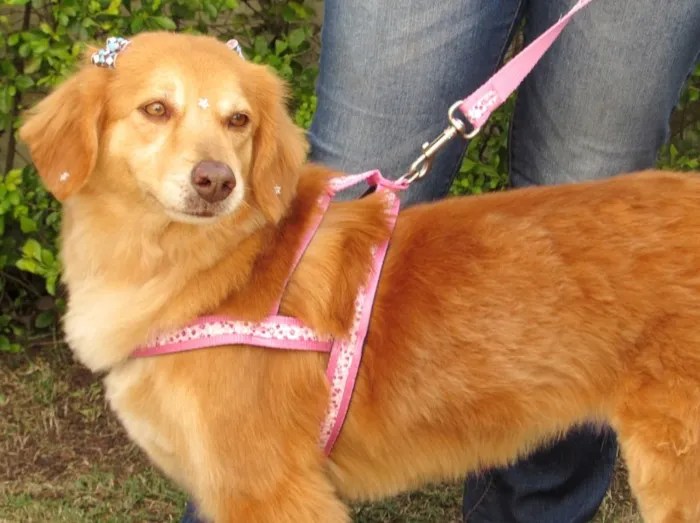 Cachorro ra a GOLDEN RETRIEVER idade 4 anos nome MELANY GOLDEN