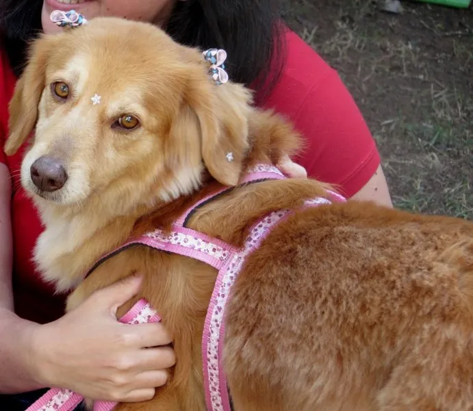 Cachorro ra a GOLDEN RETRIEVER idade 4 anos nome MELANY GOLDEN