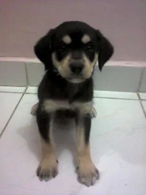 Cachorro raça indefinida idade 2 a 6 meses nome Sem nome