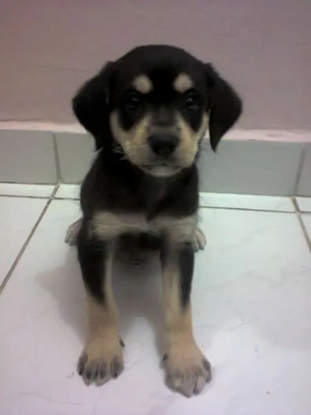 Cachorro ra a indefinida idade 2 a 6 meses nome Sem nome