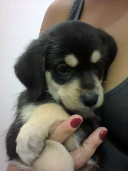 Cachorro ra a indefinida idade 2 a 6 meses nome Sem nome