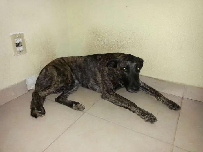 Cachorro ra a SRD idade 2 anos nome vivi