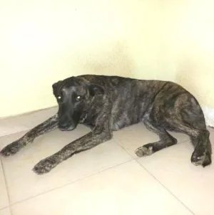 Cachorro raça SRD idade 2 anos nome vivi