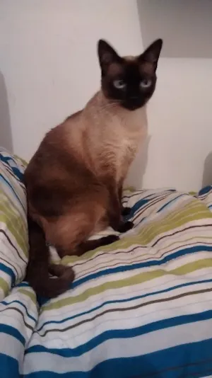 Gato raça Siamês idade 7 a 11 meses nome Nina 