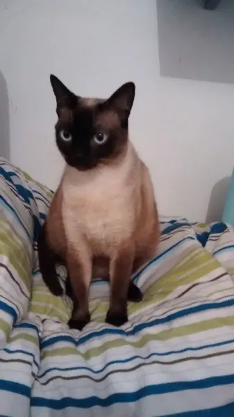 Gato ra a Siamês idade 7 a 11 meses nome Nina 
