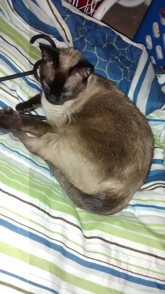 Gato ra a Siamês idade 7 a 11 meses nome Nina 