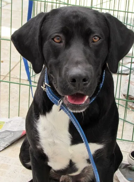 Cachorro ra a Labrador idade 2 anos nome ROQUE