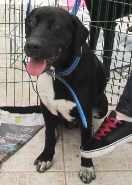 Cachorro ra a Labrador idade 2 anos nome ROQUE