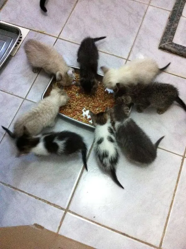 Gato raça vira lata idade Abaixo de 2 meses nome Vários