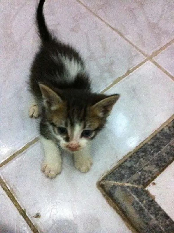 Gato raça vira lata idade Abaixo de 2 meses nome Vários