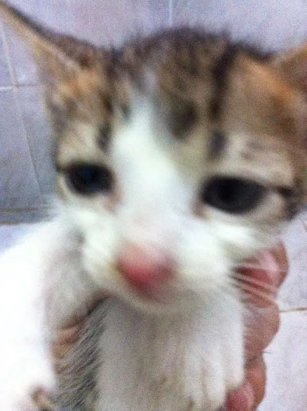 Gato raça vira lata idade Abaixo de 2 meses nome Vários