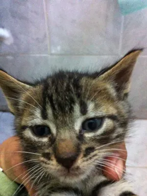 Gato raça vira lata idade Abaixo de 2 meses nome Vários