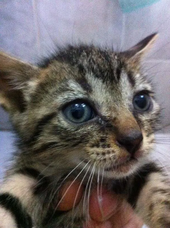 Gato raça vira lata idade Abaixo de 2 meses nome Vários
