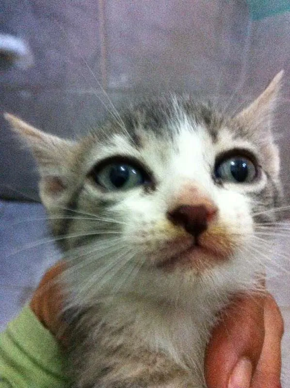 Gato raça vira lata idade Abaixo de 2 meses nome Vários