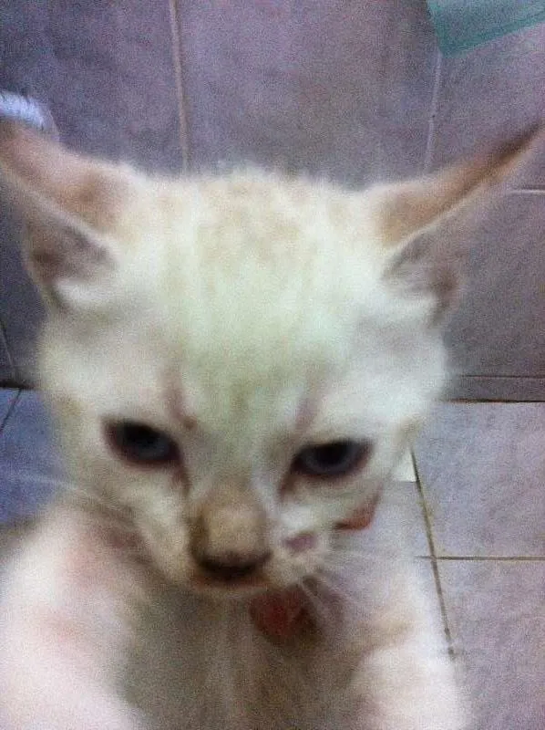 Gato raça vira lata idade Abaixo de 2 meses nome Vários