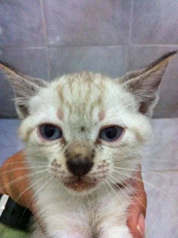 Gato raça vira lata idade Abaixo de 2 meses nome Vários