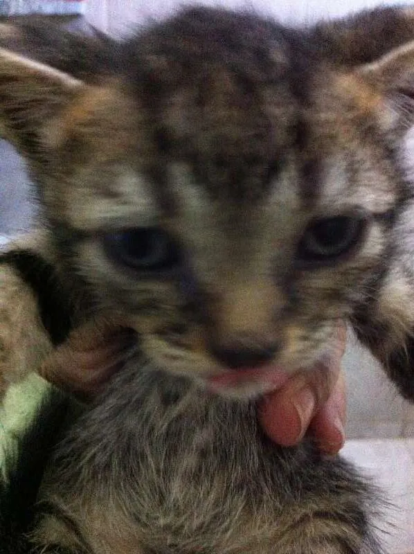 Gato raça vira lata idade Abaixo de 2 meses nome Vários