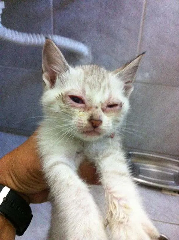 Gato raça vira lata idade Abaixo de 2 meses nome Vários