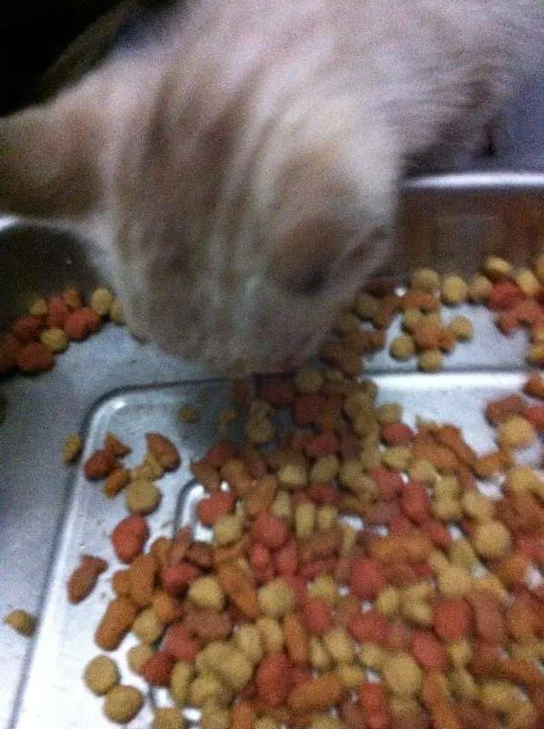 Gato raça vira lata idade Abaixo de 2 meses nome Vários