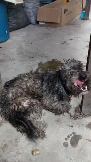 Cachorro raça n/d idade 4 anos nome lady