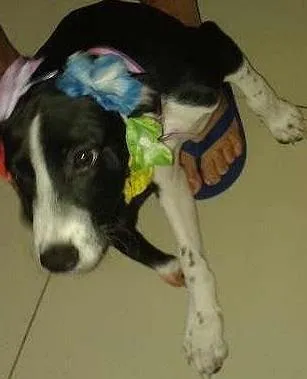 Cachorro ra a mestiça idade 1 ano nome Lindinha