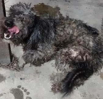 Cachorro raça n/d idade 4 anos nome lady