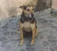 Bela