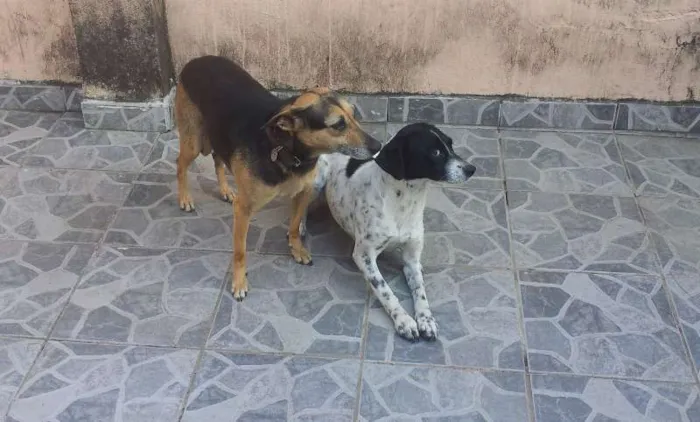 Cachorro ra a SRD idade 1 ano nome Bela