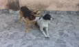 Bela