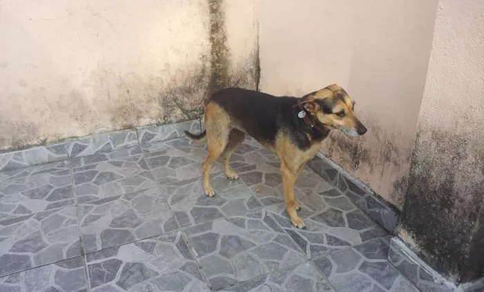 Cachorro ra a SRD idade 1 ano nome Bela