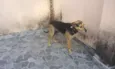 Bela