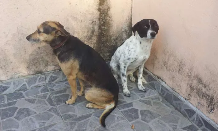 Cachorro ra a SRD idade 1 ano nome Bela