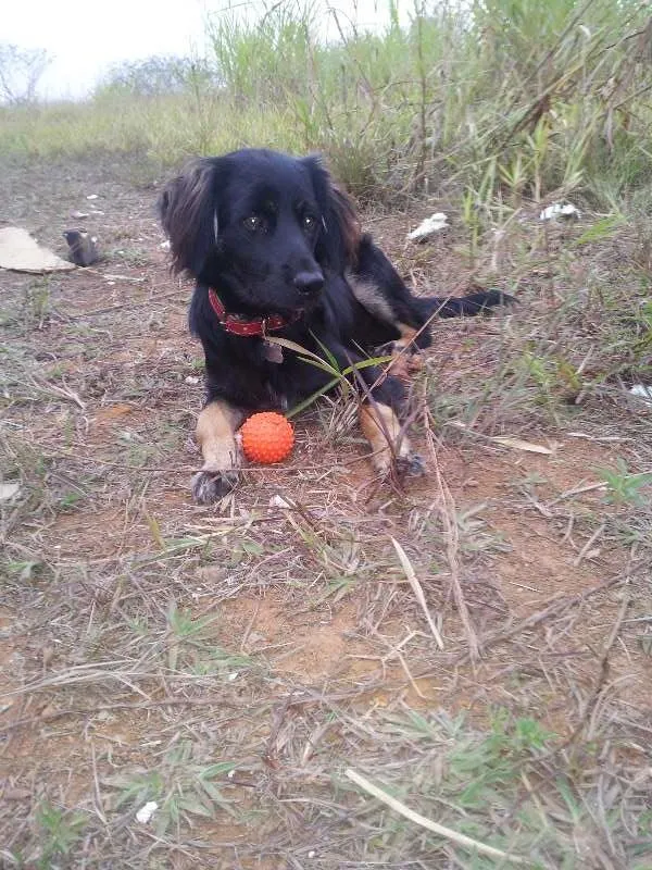 Cachorro ra a  idade 2 a 6 meses nome rufinho