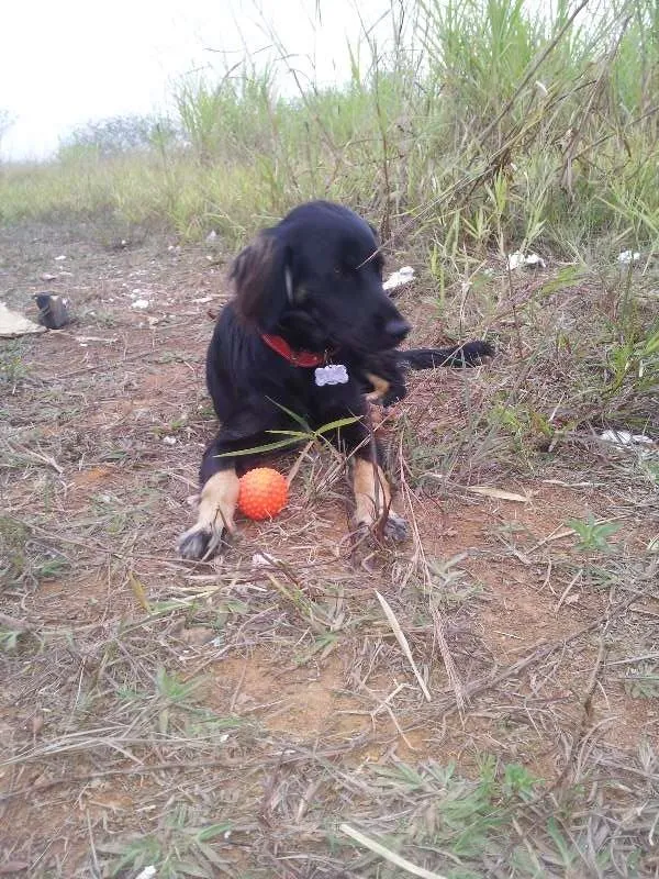 Cachorro ra a  idade 2 a 6 meses nome rufinho