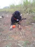 rufinho