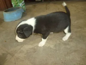 Cachorro raça SRD idade 2 a 6 meses nome Filhotes