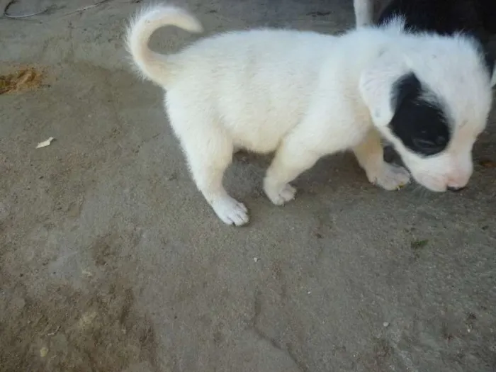 Cachorro ra a SRD idade 2 a 6 meses nome Filhotes